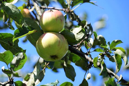 Leaves fruits vitamins