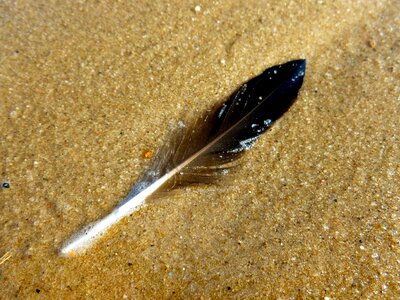 Sand small black