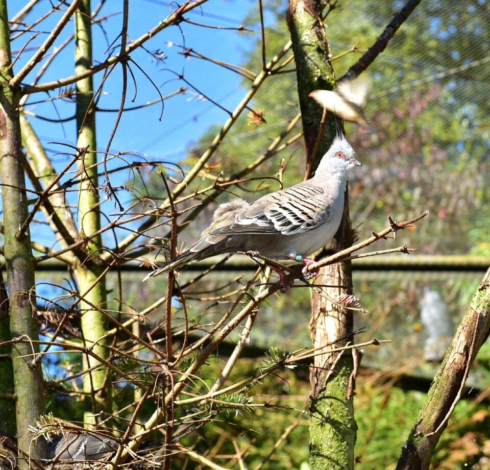 Zoo tree nature