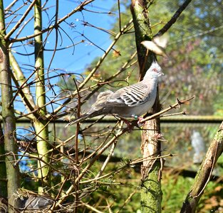 Zoo tree nature