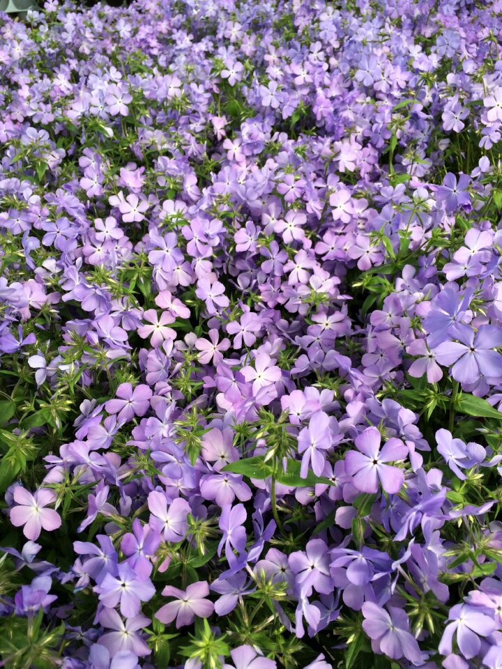 Bloom summer garden
