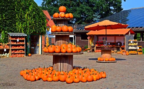 Decoration benefit from pumpkin yard cordes photo