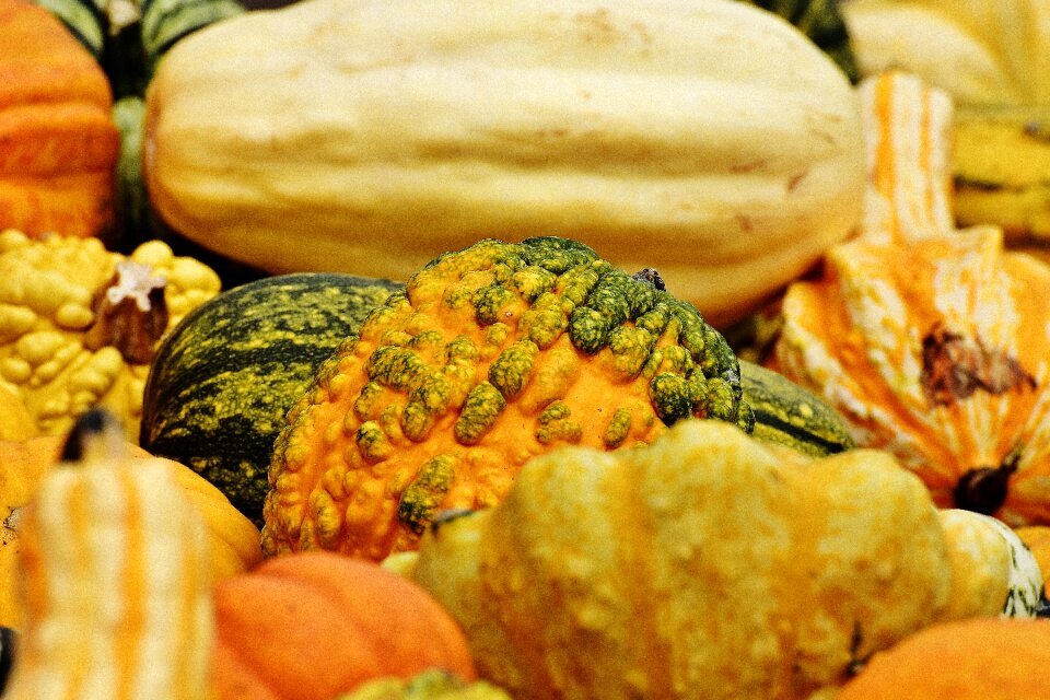 Harvest decorative squashes decoration