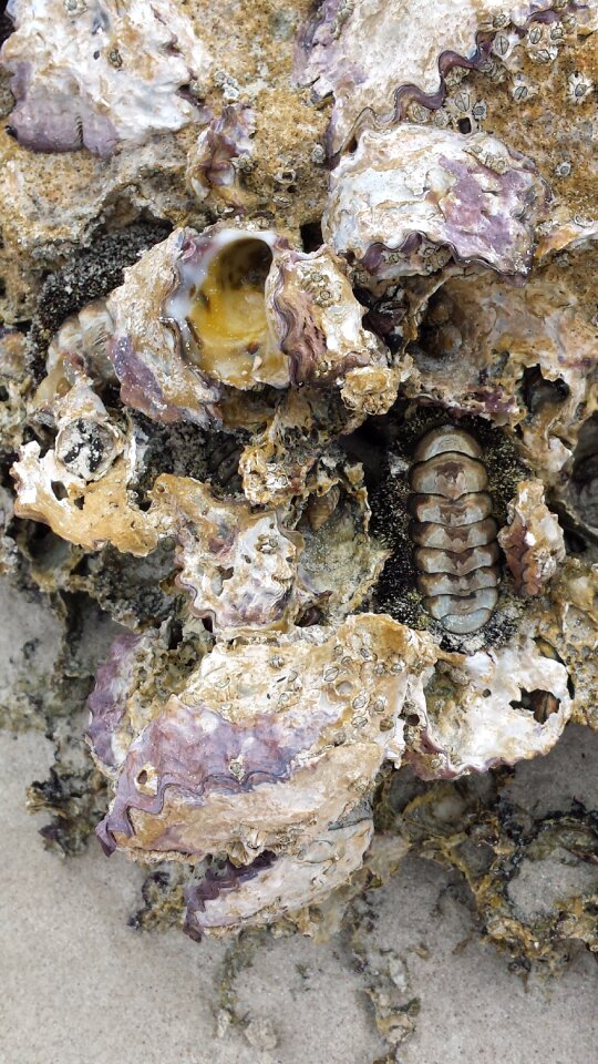 Ancient paleontology mineral