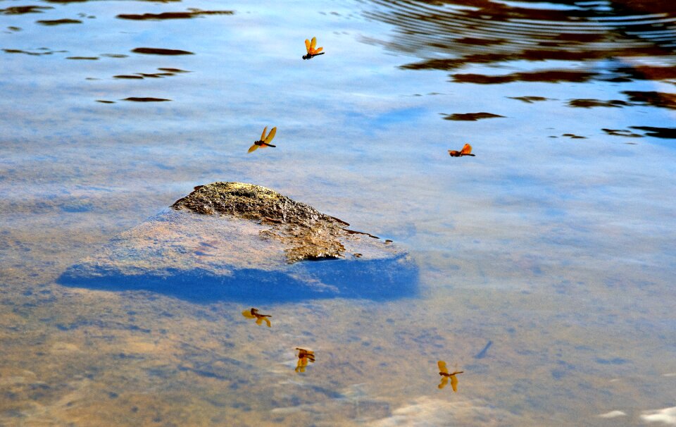 Nature lake insect