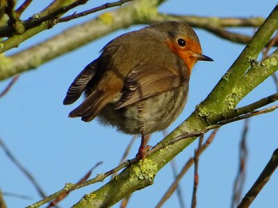 Bird robin spring