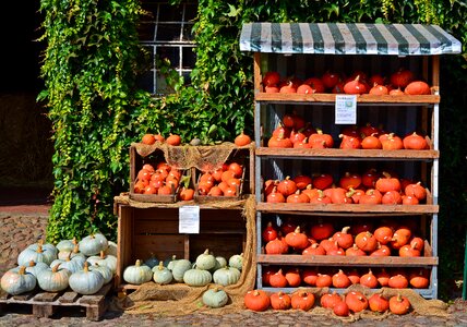 Decoration benefit from pumpkin yard cordes photo