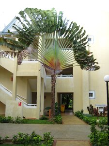 Vacations palm tree caribbean photo