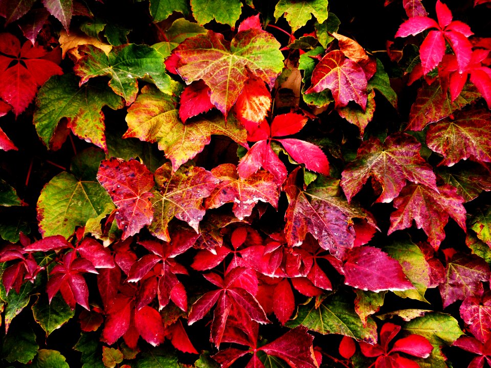 Tree leaves garden autumn