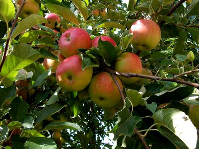 Apple red health photo