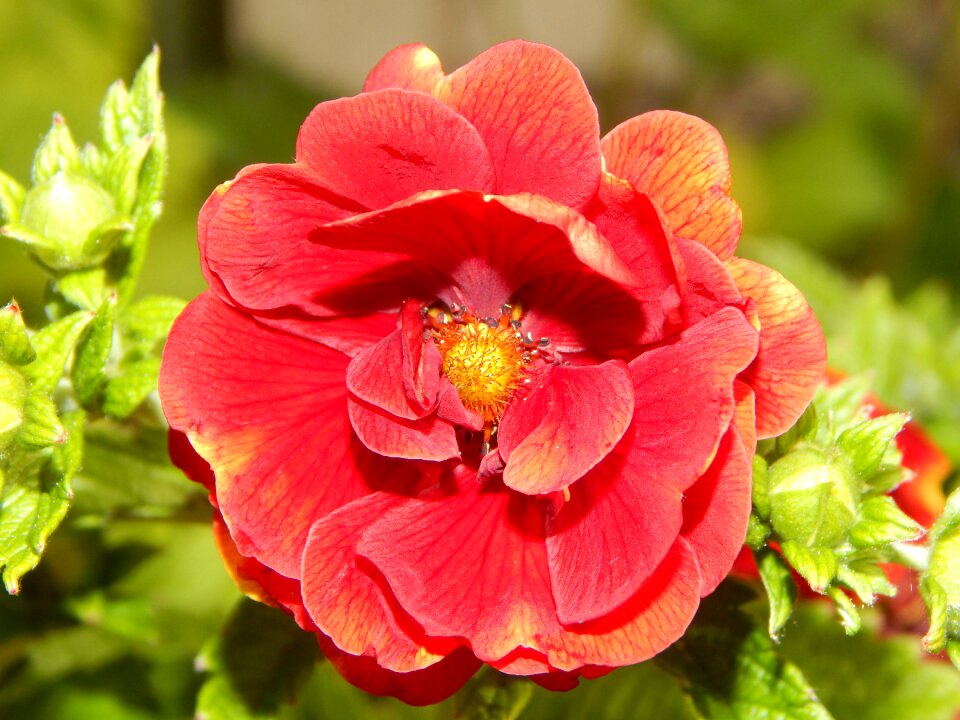Blossom bloom plant