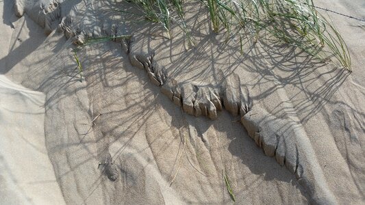 Dune grass sea wind photo