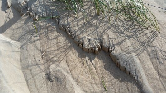Dune grass sea wind