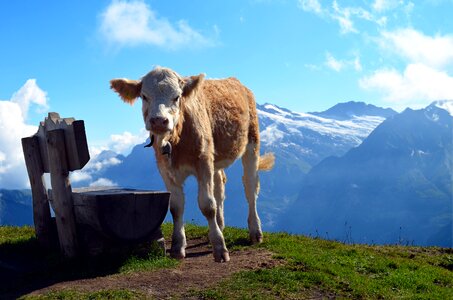 Switzerland hiking meadow