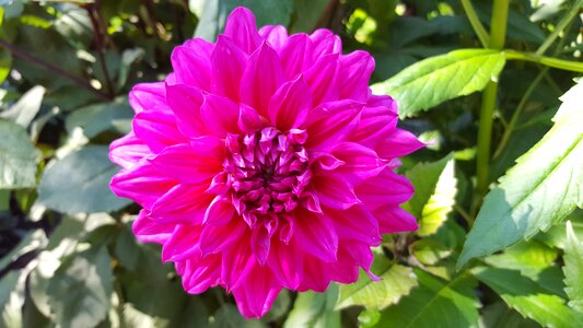 Blossom bloom pink
