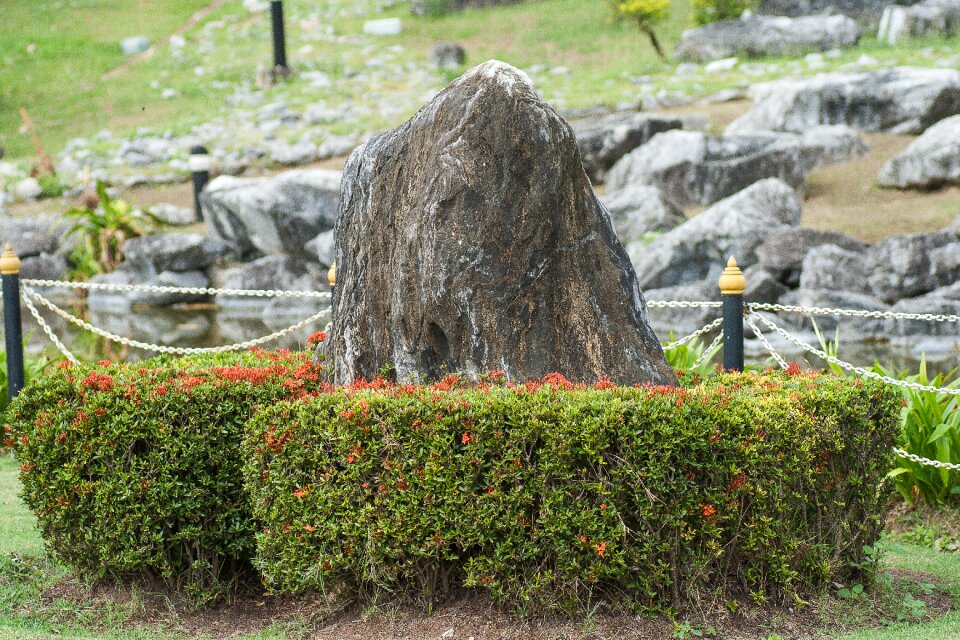 Landscape bushes nature