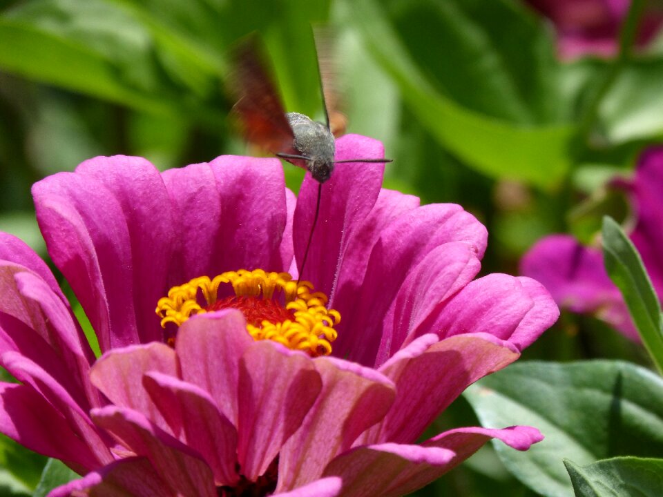 Butterfly libar flower