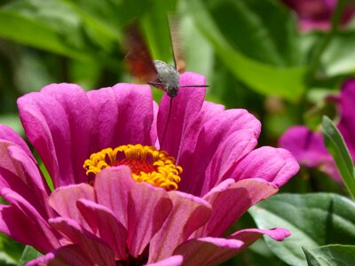 Butterfly libar flower