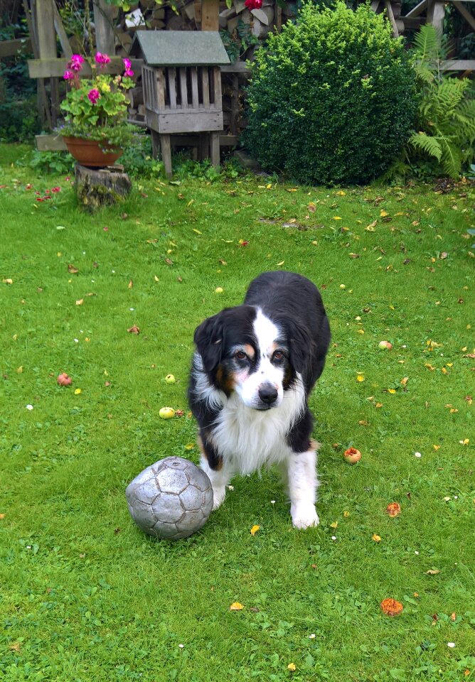 Australia shepard dog ball