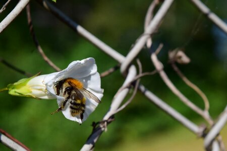 White blossom close up bee