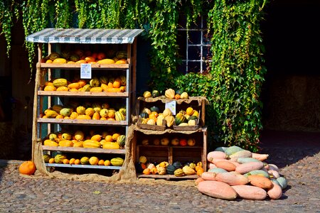 Decoration benefit from pumpkin yard cordes photo