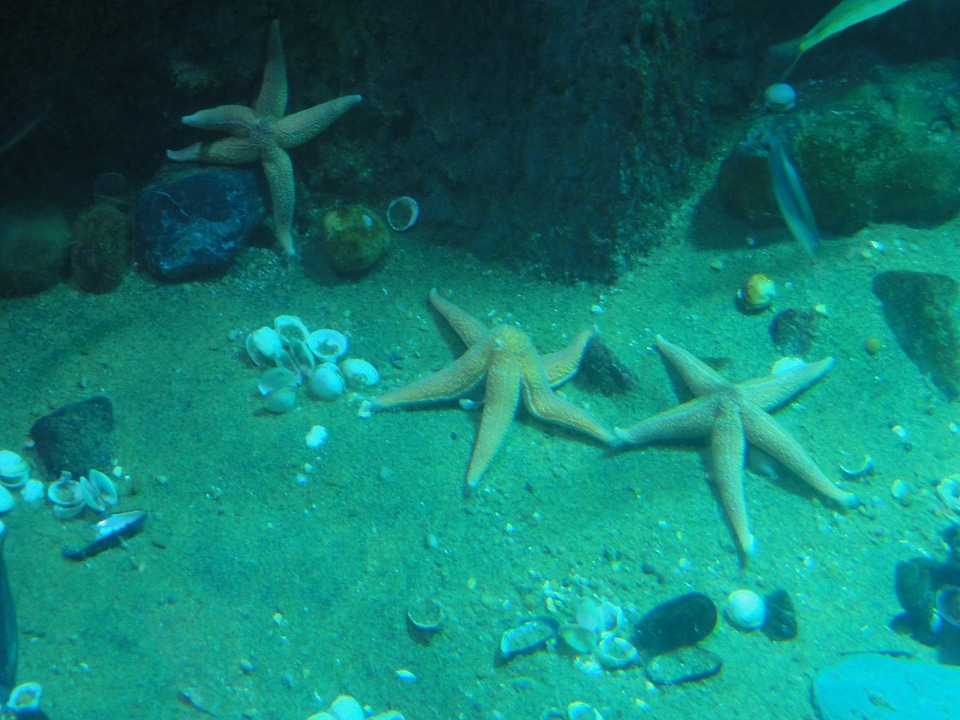Ocean diving aquatic