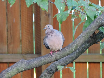Avian birdwatching nature