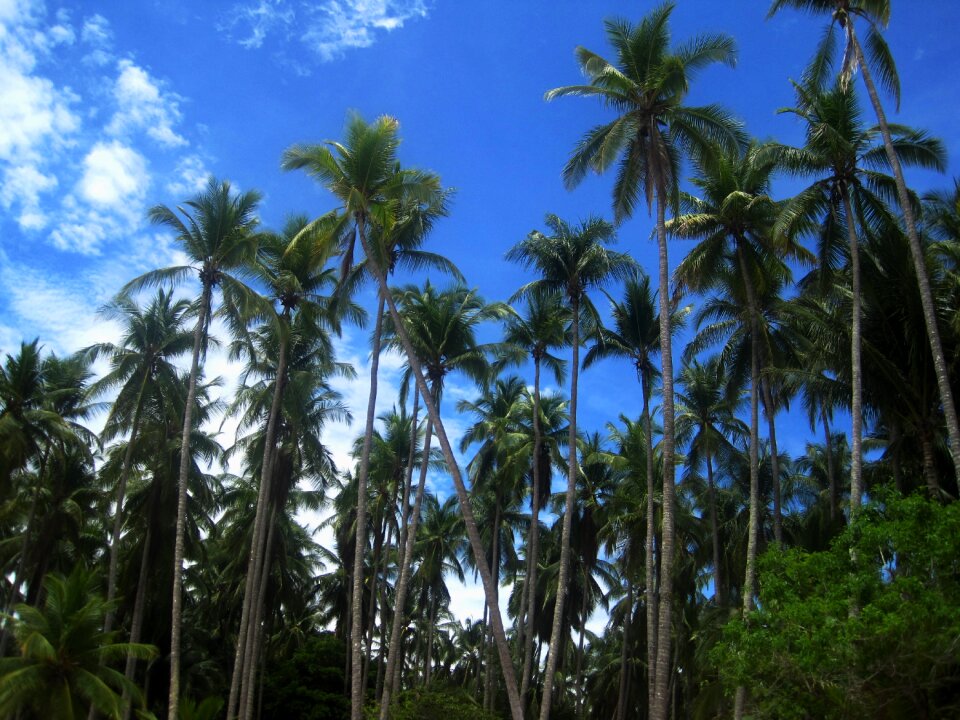 Coconut exotic tropical