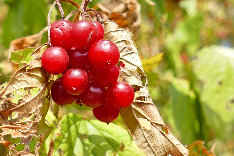 Berries nature wild