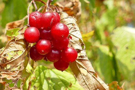 Berries nature wild photo