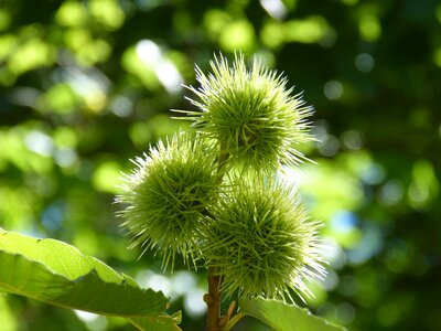 Thorny tree forest