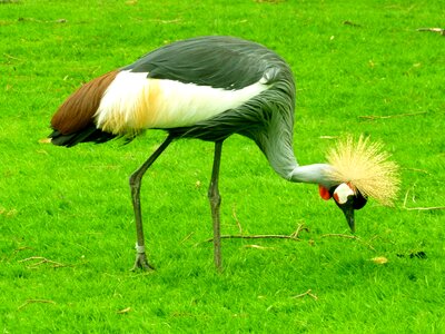 Spring crown grey neck grey crowned crane south africa grey crowned crane photo
