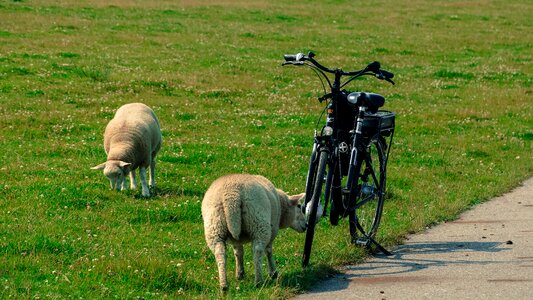Bicycle grass summer