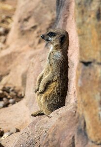 Wildlife cute