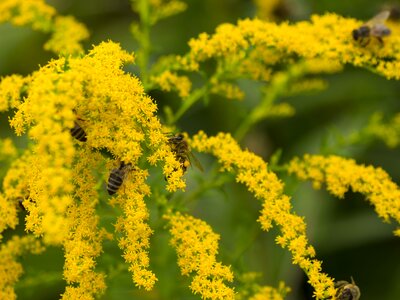 Forage flower insects photo