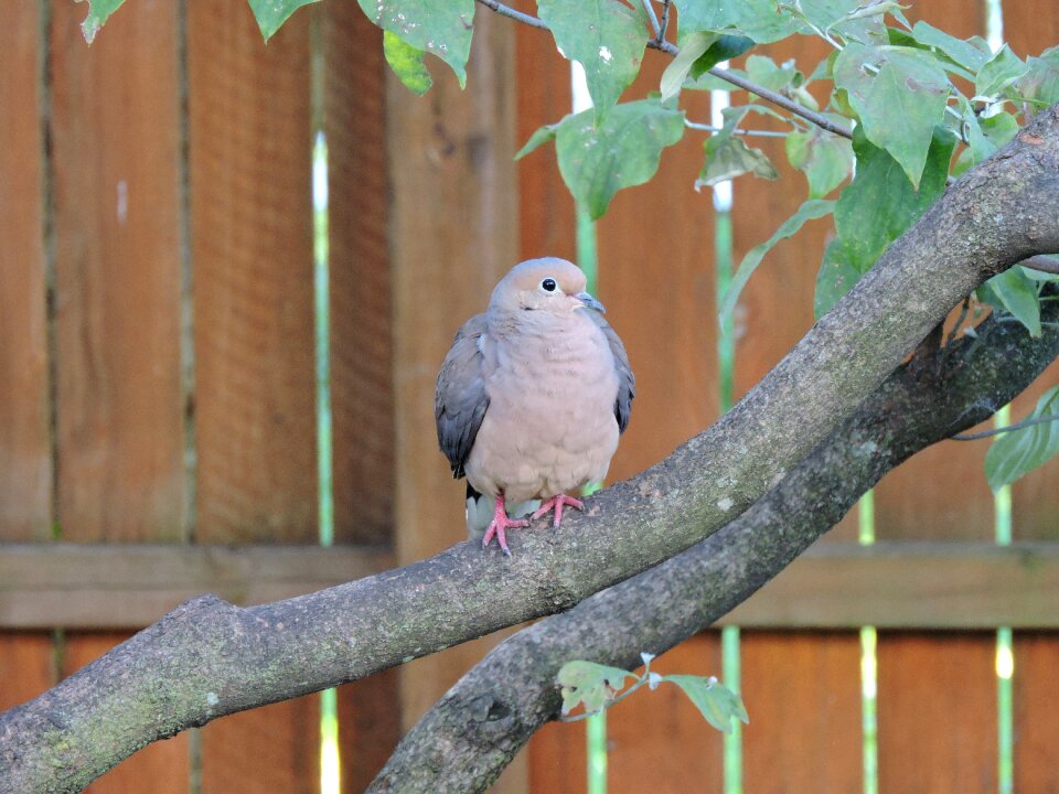 Avian birdwatching nature