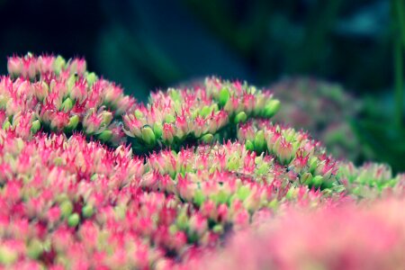 Plant close up small flowers