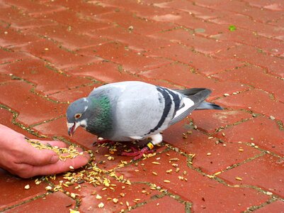 Food feeding grain