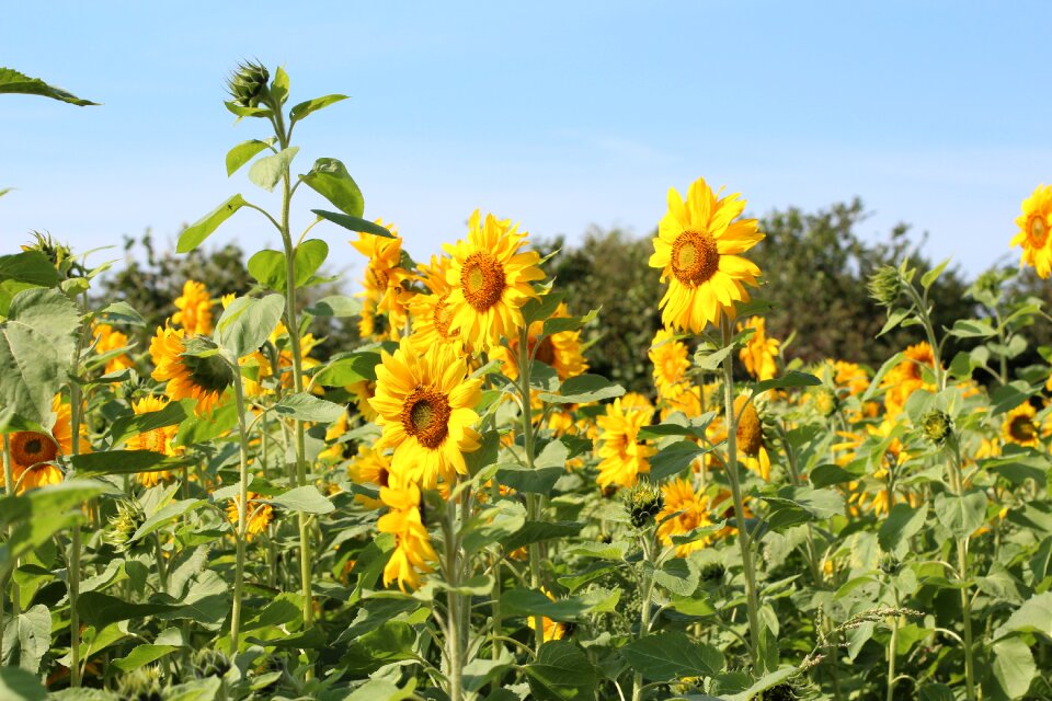 Bright flowers yellow flower