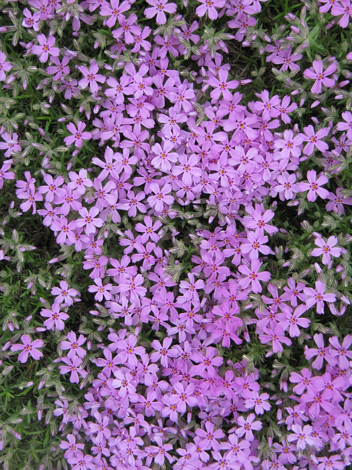 Meadow flowers lilac bloom