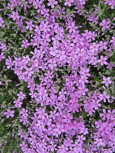 Meadow flowers lilac bloom