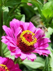 Butterfly libar flower