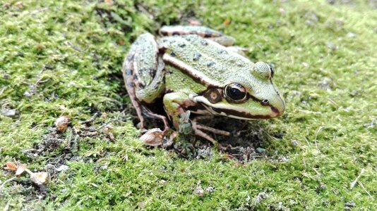 Frog amphibian nature