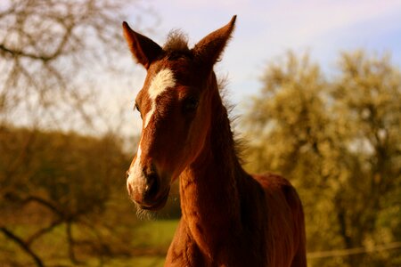 Equestrian equine nature