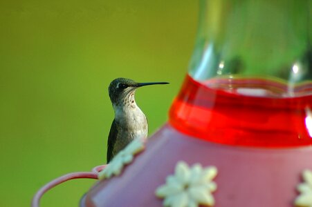 Tiny small feeder