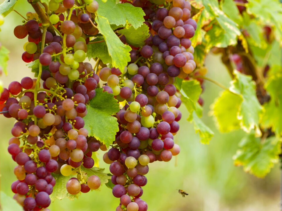 Wines vines nature