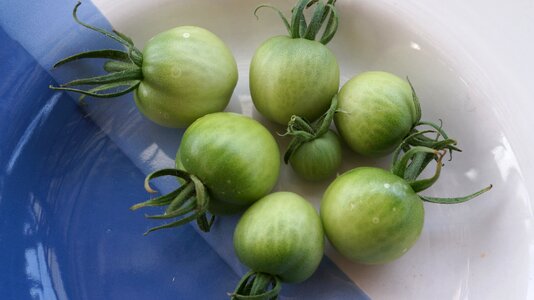 Garden nachtschattengewächs food