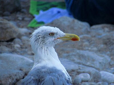 Close-up sea gull photo