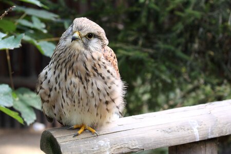 Plumage falcon animal photo