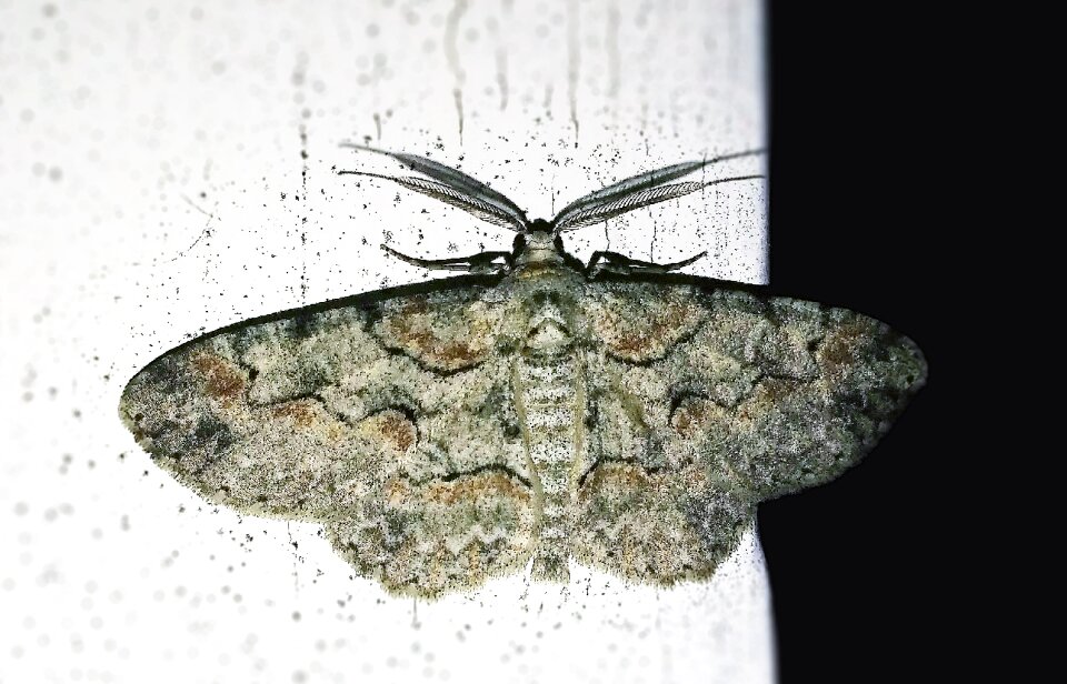 Iridopsis defectaria brown shaded gray moth lepidoptera